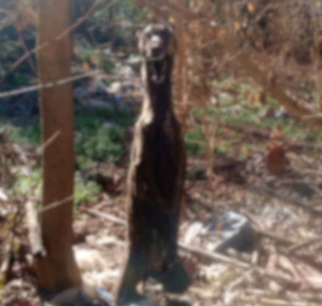 Horror en Correa: el aberrante caso de una galga asesinada y un llamado a no mirar para otro lado ante el maltrato animal